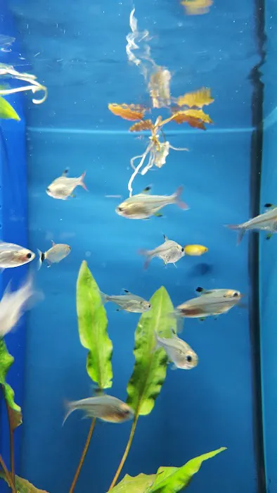 Winchester Aquarium & Pet Center Picture 1