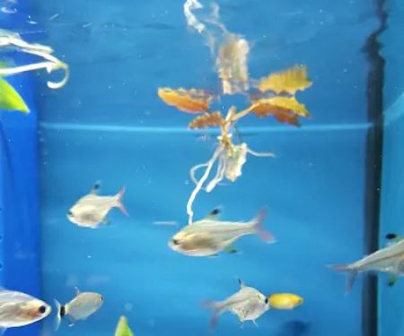Winchester Aquarium & Pet Center