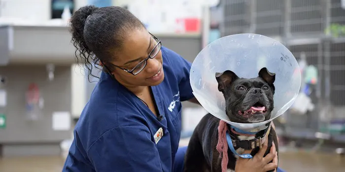 VCA California Veterinary Specialists-Murrieta Picture 7