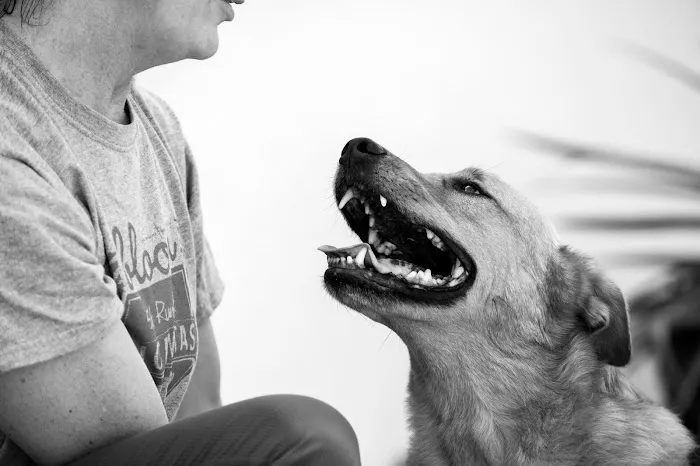 VCA California Veterinary Specialists-Murrieta Picture 3