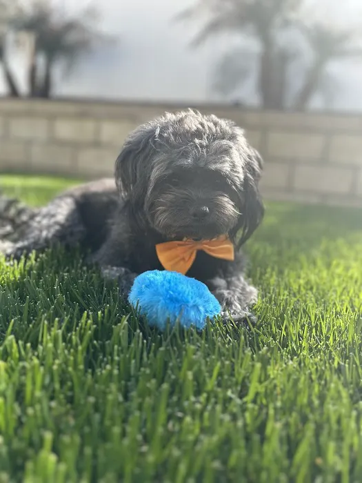 VCA California Veterinary Specialists-Murrieta Picture 8