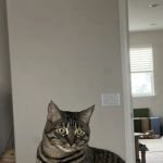 Meadowridge Animal Hospital