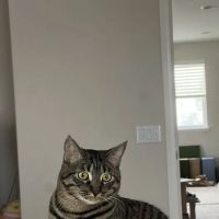 Meadowridge Animal Hospital ico