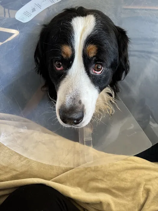 Meadowridge Animal Hospital Picture 2