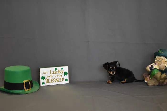 Puppy City Picture 9
