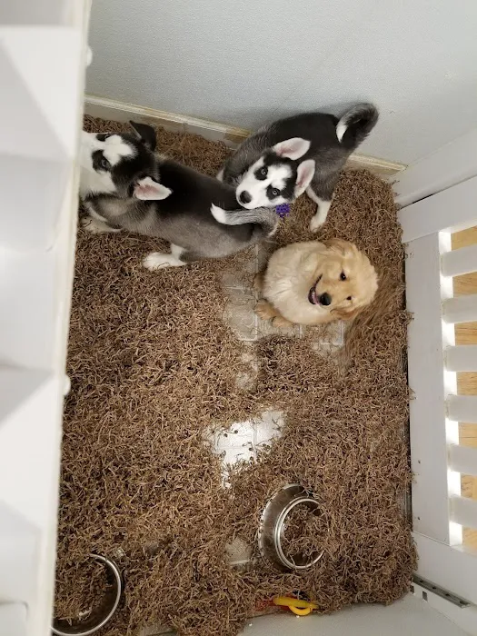 Puppy City Picture 2