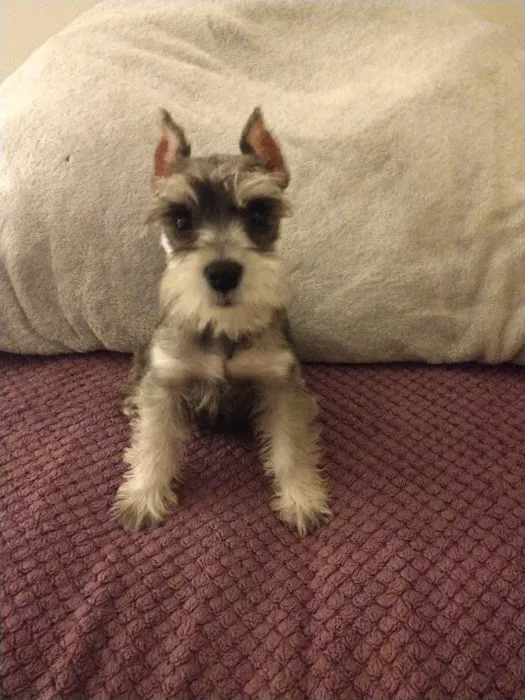 Puppy City Picture 8