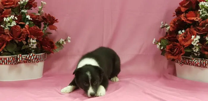 Puppy City Picture 7