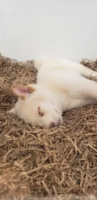 Puppy City Picture 10