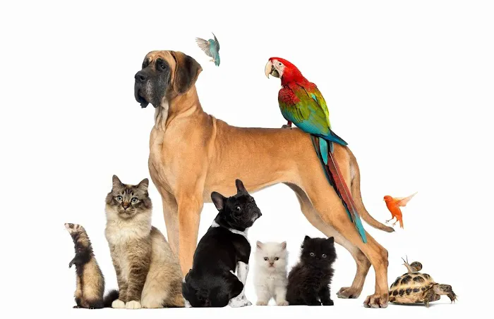 Zen Dog Holistic Mobile Veterinary Care Picture 2