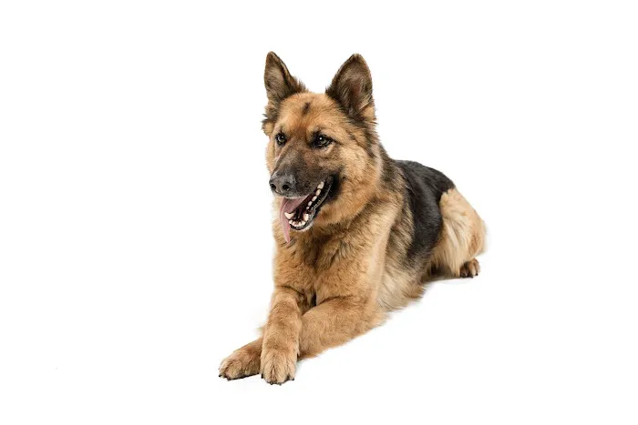 Zen Dog Holistic Mobile Veterinary Care Picture 1