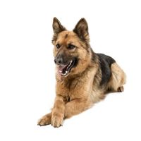 Zen Dog Holistic Mobile Veterinary Care ico