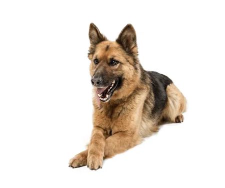 Zen Dog Holistic Mobile Veterinary Care