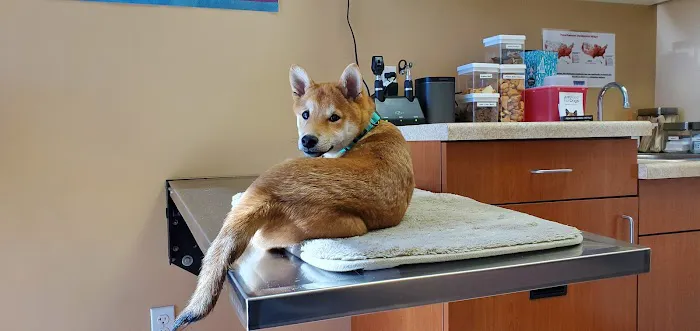 Murrieta Family Pet Hospital Picture 3