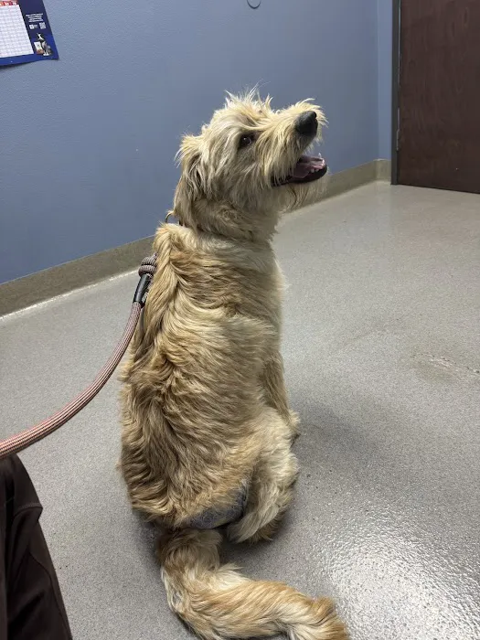Hot Springs Animal Hospital Picture 9