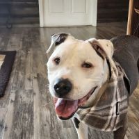 Hot Springs Animal Hospital ico