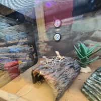 Petco ico