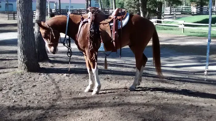 Murrieta Equine Associates Picture 3