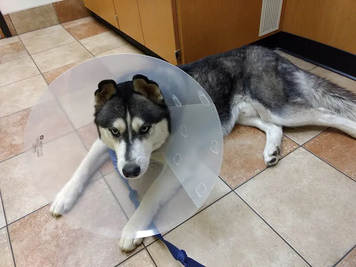 Banfield Pet Hospital Picture 3