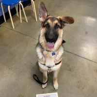 Banfield Pet Hospital ico