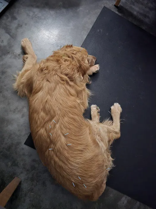 Serenity Holistic Vet Picture 4