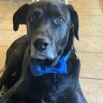 Serenity Holistic Vet