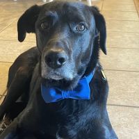 Serenity Holistic Vet ico