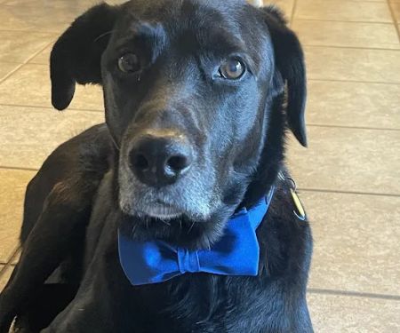 Serenity Holistic Vet