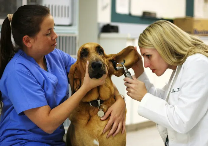 Murrieta Animal Hospital Picture 5