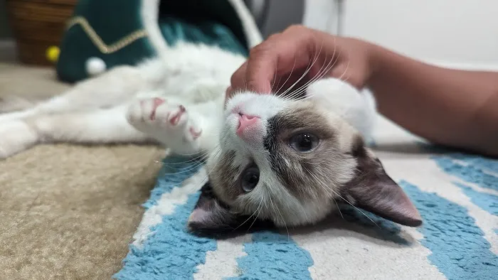 Murrieta Animal Hospital Picture 4