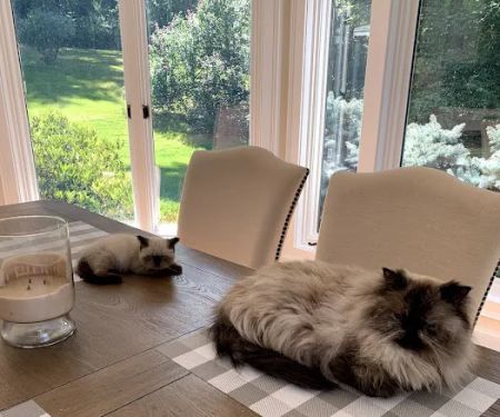 KHLOEu2019S KITTENS - Persian kittens for sale, Himalayan kittens for sale, Exotic kittens for sale