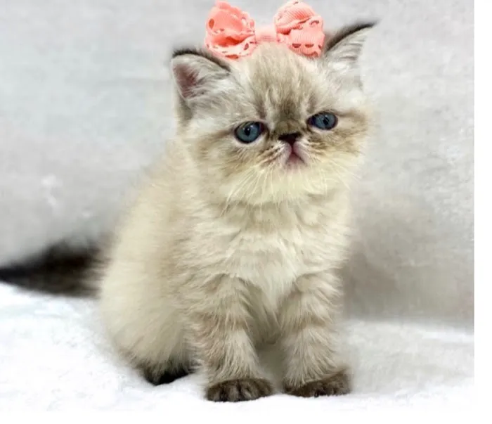 KHLOE’S KITTENS - Persian kittens for sale, Himalayan kittens for sale, Exotic kittens for sale Picture 3