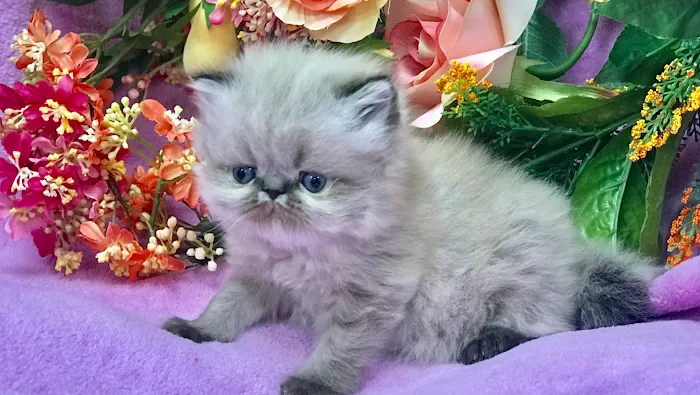 KHLOE’S KITTENS - Persian kittens for sale, Himalayan kittens for sale, Exotic kittens for sale Picture 9