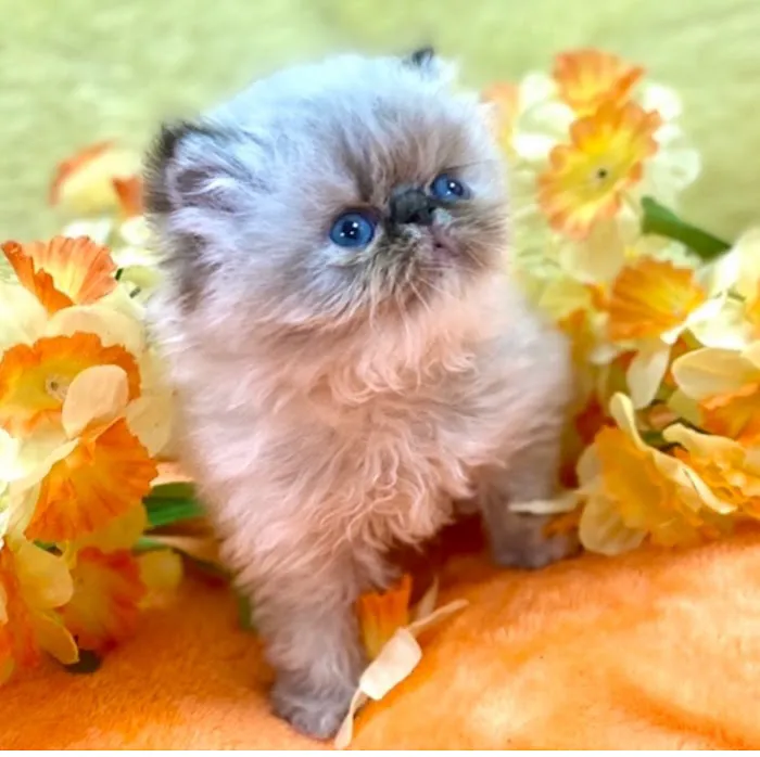 KHLOE’S KITTENS - Persian kittens for sale, Himalayan kittens for sale, Exotic kittens for sale Picture 8