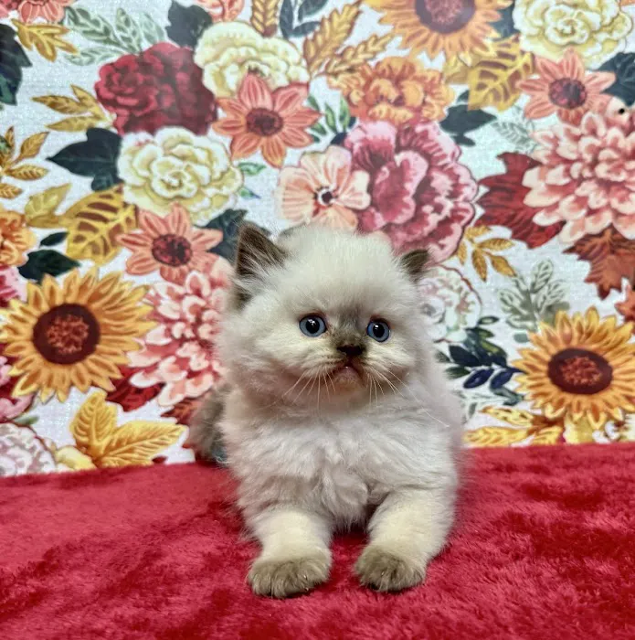 KHLOE’S KITTENS - Persian kittens for sale, Himalayan kittens for sale, Exotic kittens for sale Picture 6