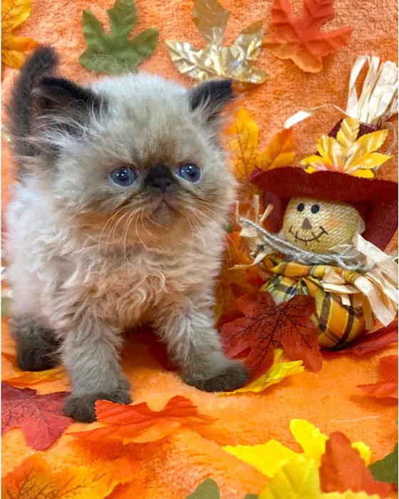 KHLOE’S KITTENS - Persian kittens for sale, Himalayan kittens for sale, Exotic kittens for sale Picture 4