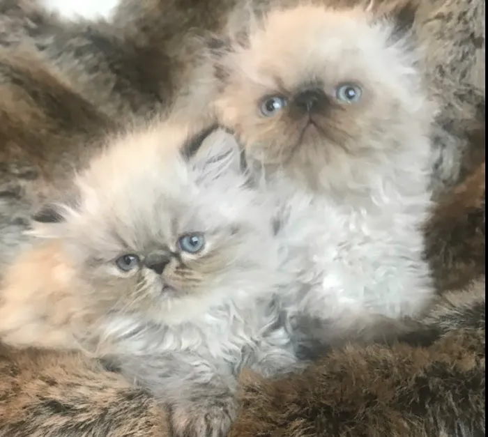 KHLOE’S KITTENS - Persian kittens for sale, Himalayan kittens for sale, Exotic kittens for sale Picture 7
