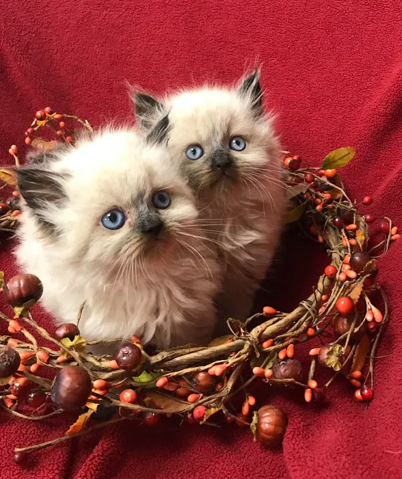 KHLOE’S KITTENS - Persian kittens for sale, Himalayan kittens for sale, Exotic kittens for sale Picture 2