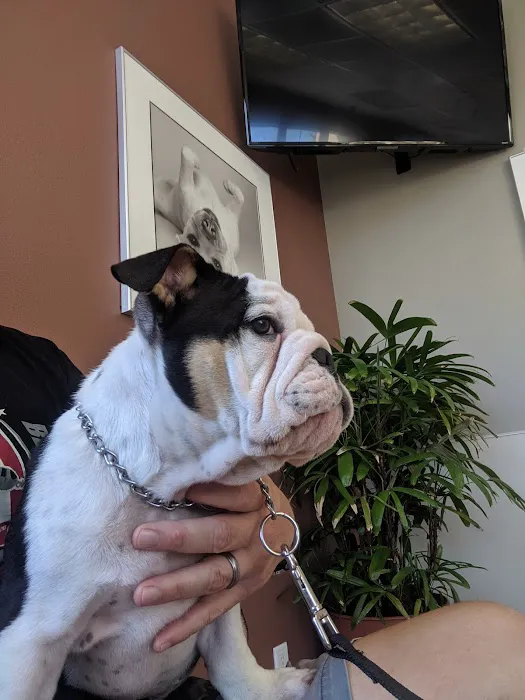 Sky Canyon Animal Hospital- Murrieta Picture 2
