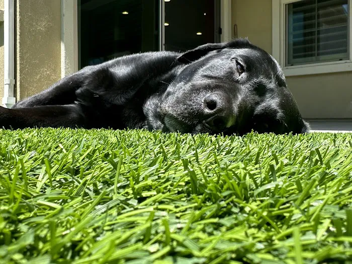 Sky Canyon Animal Hospital- Murrieta Picture 10