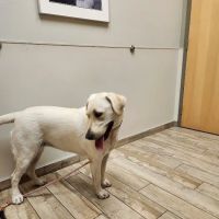 Sky Canyon Animal Hospital- Murrieta ico