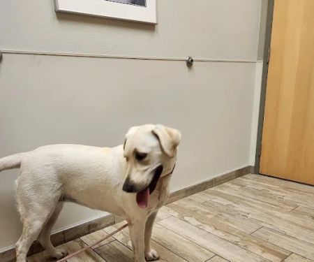 Sky Canyon Animal Hospital- Murrieta
