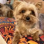 Temecula Valley Animal Hospital
