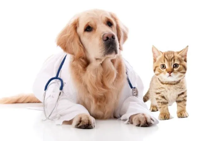 Temecula Valley Animal Hospital Picture 2