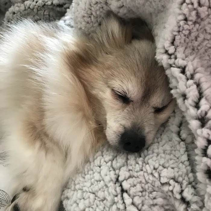 VCA Pet Medical Center Picture 4