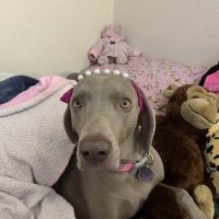 VCA Pet Medical Center ico