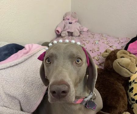 VCA Pet Medical Center