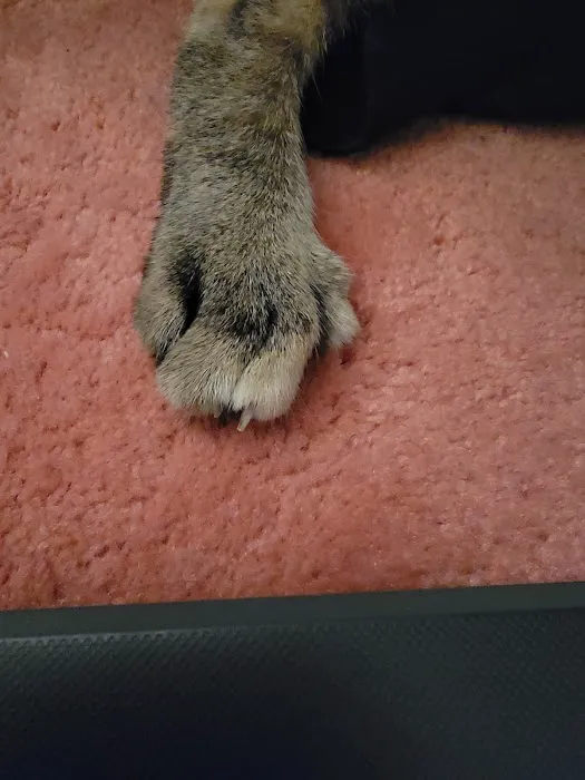 VCA Pet Medical Center Picture 8