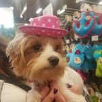 Vetco Total Care Animal Hospital