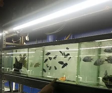 Aquarium Paradise